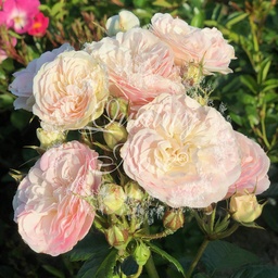 [ROSA107013] Rosier Bouquet Parfait ®