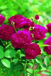 [ROSA738013] Rosier Darcey Bussell ®