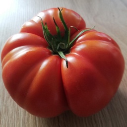 [S78132] Tomate Couille de taureau (semence)