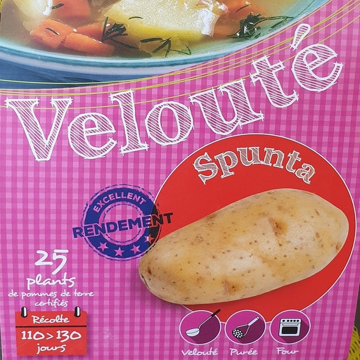 [PDTSPUNTA] Pomme de terre Spunta