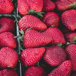 [P4216592] Fraisier Vicoda
 Plant en pot de 9x9x10 cm