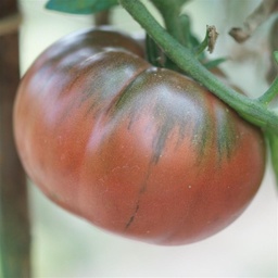[P7892083] Tomate  noire de Tula
 Plant en pot de 8X8 cm