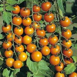 [P7953583] Tomate cerise jaune Sungold
 Plant en pot de 8X8 cm