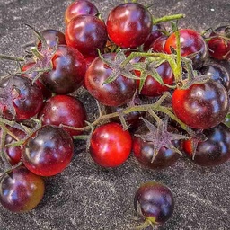 [P7971083] Tomate cerise noire Dancing with Smurfs
 Plant en pot de 8X8 cm