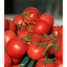 [P7811783] Tomate Corma
 Plant en pot de 8X8 cm