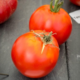 [P7813083] Tomate Cosmonaute Volkov
 Plant en pot de 8X8 cm
