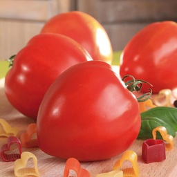 [P7818191] Tomate Fleurette F1, cœur de bœuf
 Plant en pot de 9X9 cm
