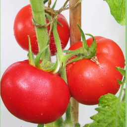 [P7824483] Tomate Marché d'Anvers
 Plant en pot de 8X8 cm