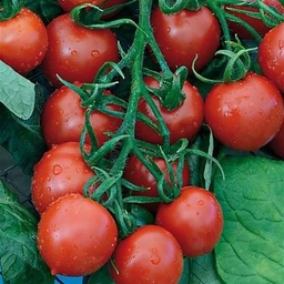 [P7838883] Tomate Ruthje
 Plant en pot de 8X8 cm