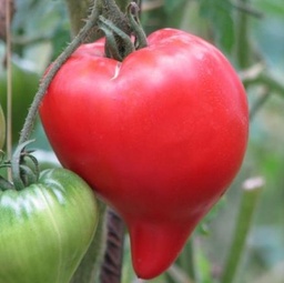 [P7848583] Tomate Téton de Vénus
 Plant en pot de 8X8 cm