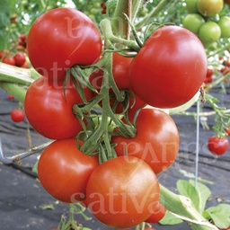 [P7848783] Tomate Tica
 Plant en pot de 8X8 cm