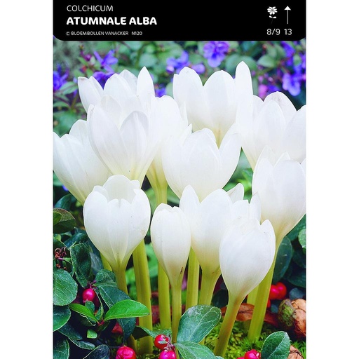 [BU013002V] Colchicum Album