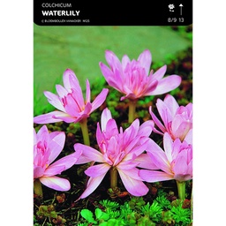 [BU013010V] Colchicum Waterlily