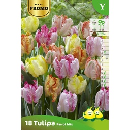 [BU097001P] Tulipe Perroquet .