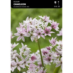 [BU001007V] Allium Cameleon