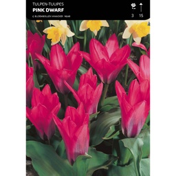 [BU084012V] Tulipe Botanique, Kaufmanniana  Pink Dwarf