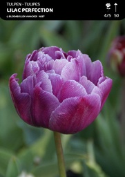[BU091039V] Tulipe Double Lilac Perfection