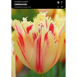 [BU094010V] Tulipe Frangée Carrousel