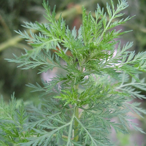[P8007018] Artemisia annua (Armoise)

 Plant en pot de 10,5 cm