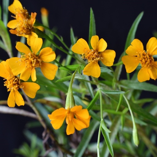 [P8090918] Estragon du Mexique
Tagète lucida

 Plant en pot de 10,5 cm