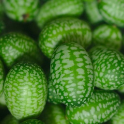 [P3111083] Concombre Melon
 Plant en pot de 8X8 cm
