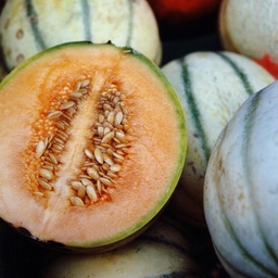 [P5108592] Melon Cavaillon Cezanne F1
 Plant en pot de 9x9x10 cm