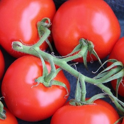 [P7800108] Tomate   grappe .
 Plant en motte