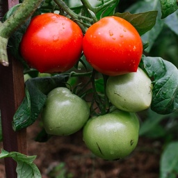 [P7922010] Tomate greffée  Téton de Vénus
 Plant en pot de 11X11 cm