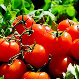[P7911910] Tomate greffée cerise Solena Red F1
 Plant en pot de 11X11 cm