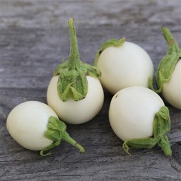 [S06060] Aubergine blanche Plante à œufs (semence)