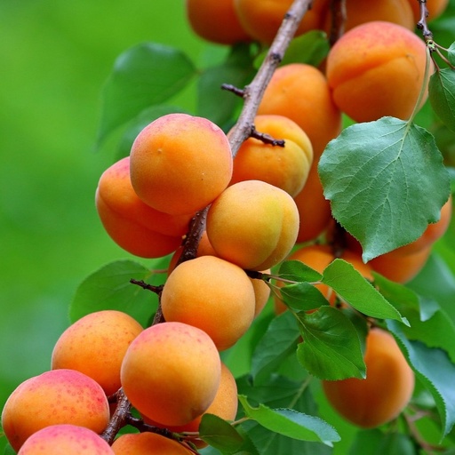 [FR5150] Abricotier touffe  Compacta 7,5 L