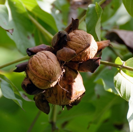 [FR5138] Noyer haute-tige 8-10  Buccaneer 35 L