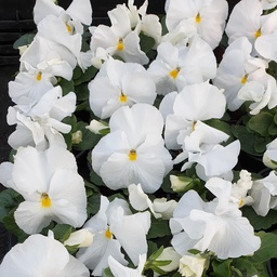 [BISPRCA4109] Pensée à grosses fleurs Carrera White  P9