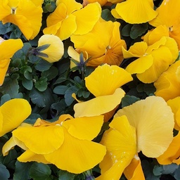 [BISPRCA0609] Pensée à grosses fleurs Carrera Yellow  P9