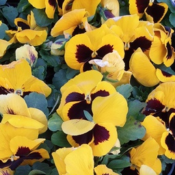 [BISPRCA0509] Pensée à grosses fleurs Carrera Yellow Blotch  P9