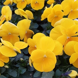 [BISPRBU2009] Pensée à petites fleurs Butterfly Yellow Pure  P9