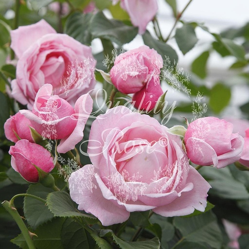 [ROSA013] Rosier Vanessa Bell