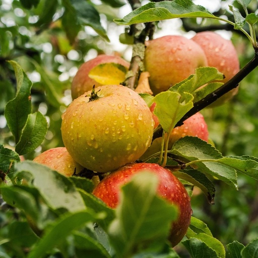 [FR3180] Pommier basse-tige 2 ans  Cox's Orange Pippin 5 L