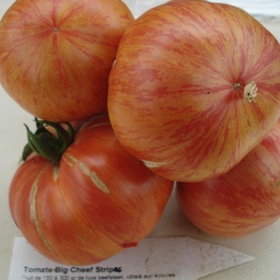 [S78048] Tomate Bigly (semence)