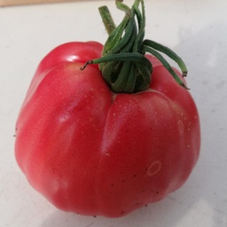 [S78201] Tomate Grosse des Marais (semence)
