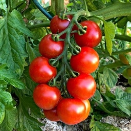 [S79824] Tomate cocktail Primabella (semence)