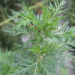 [S80070] Artemisia annua (Armoise) (semence)