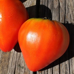 [S78181] Tomate Fleurette F1, cœur de bœuf (semence)