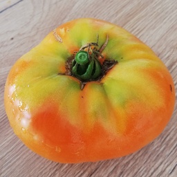 [P7832683] Tomate Persimmon
 Plant en pot de 8X8 cm