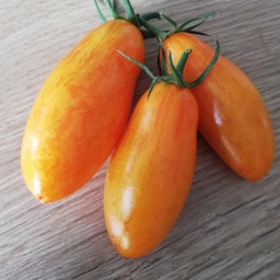 [P7875383] Tomate  jaune Blush 2.0
 Plant en pot de 8X8 cm