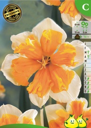 [BU062011V] Narcisse En Grappe Orangery