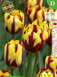 [BU101010V] Tulipe Simple Tardive Helmar