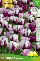 [BU103P] ​Tulipe Triomphe Zurel
