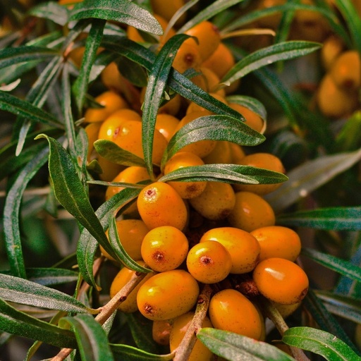 [FR5273] Argousier40-60  Hippophae rhamn. 'Pollmix' 3,6 L