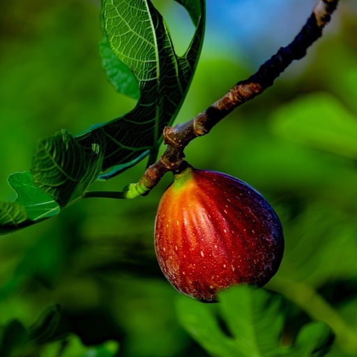 [FR3954] Figuier40-60  Brown Turkey 3 L